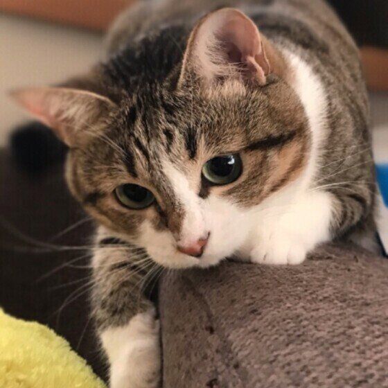 猫じゃらしを狙うキジトラ猫