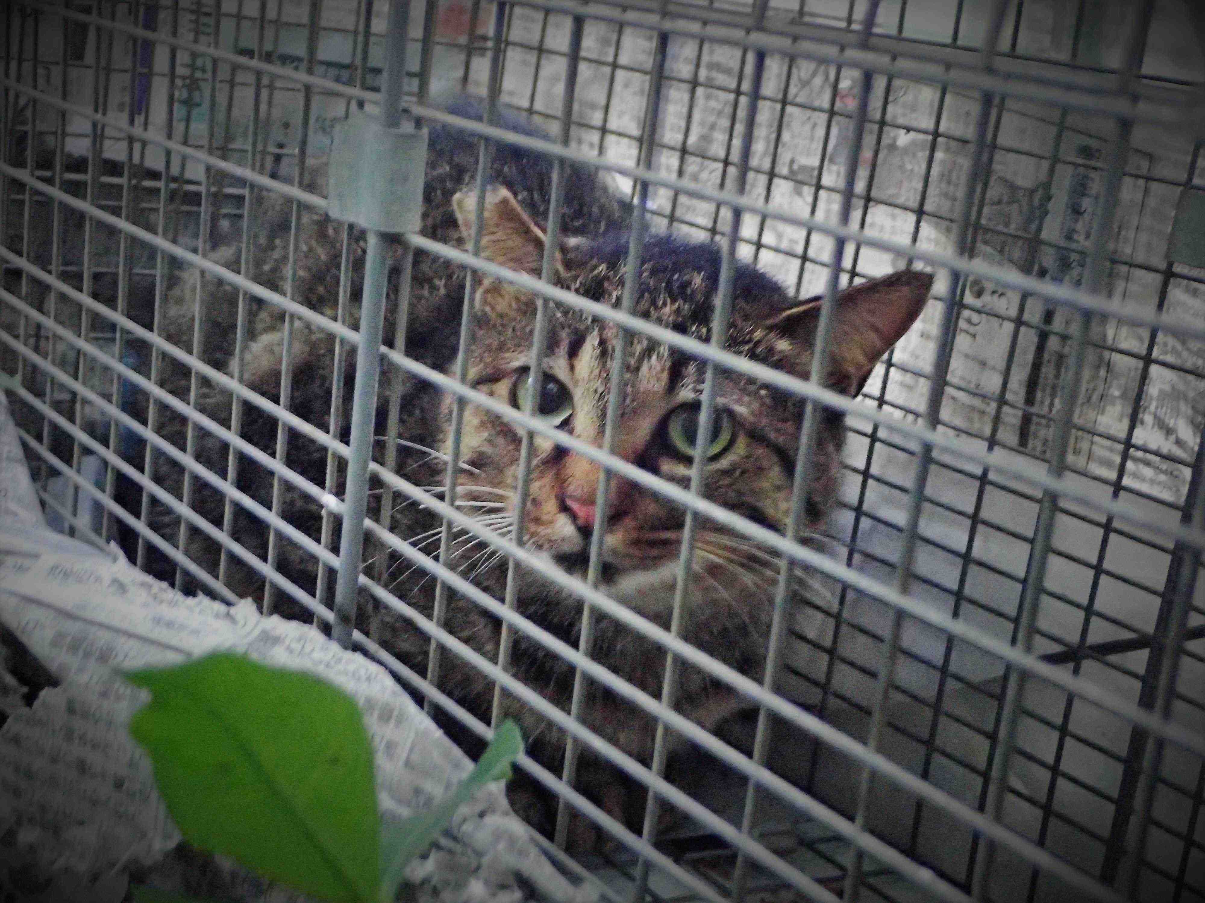 画像提供／御蔵島のオオミズナギドリを守りたい有志の会