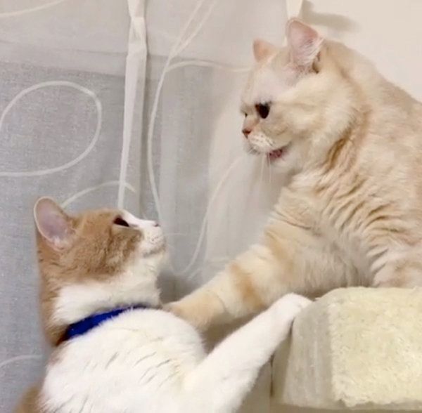 キャットタワーをめぐる争いをする、アメリカンカールとスコティッシュフォールド