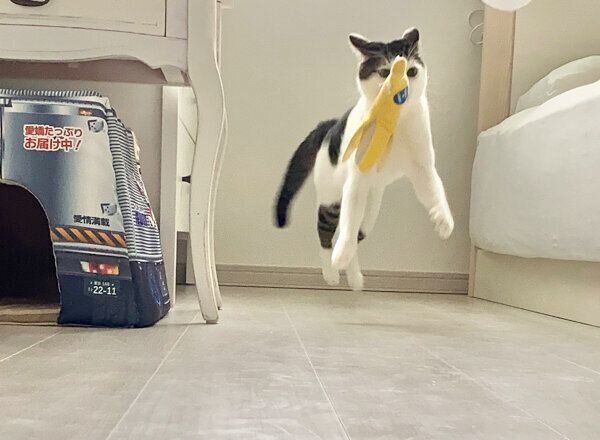 ジャンプするセロイくん