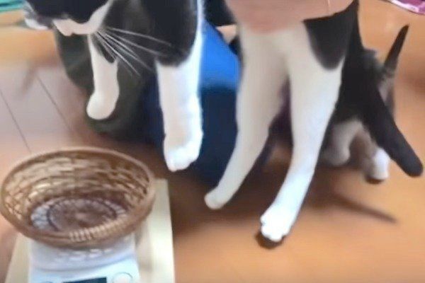 体重測定をする母猫
