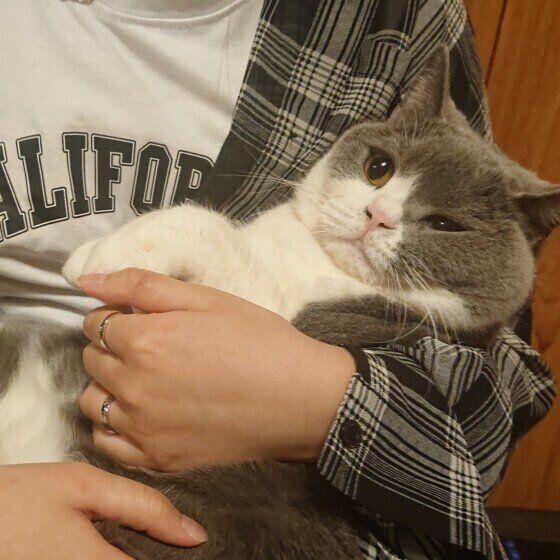 プリティッシュショートヘアのぶぶちゃん