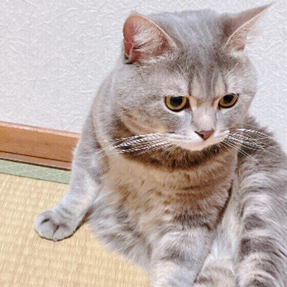 アメリカンショートヘア