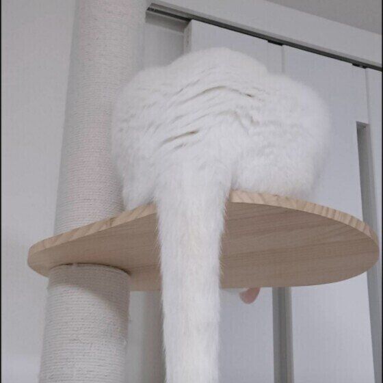 白ねこのむくちゃん