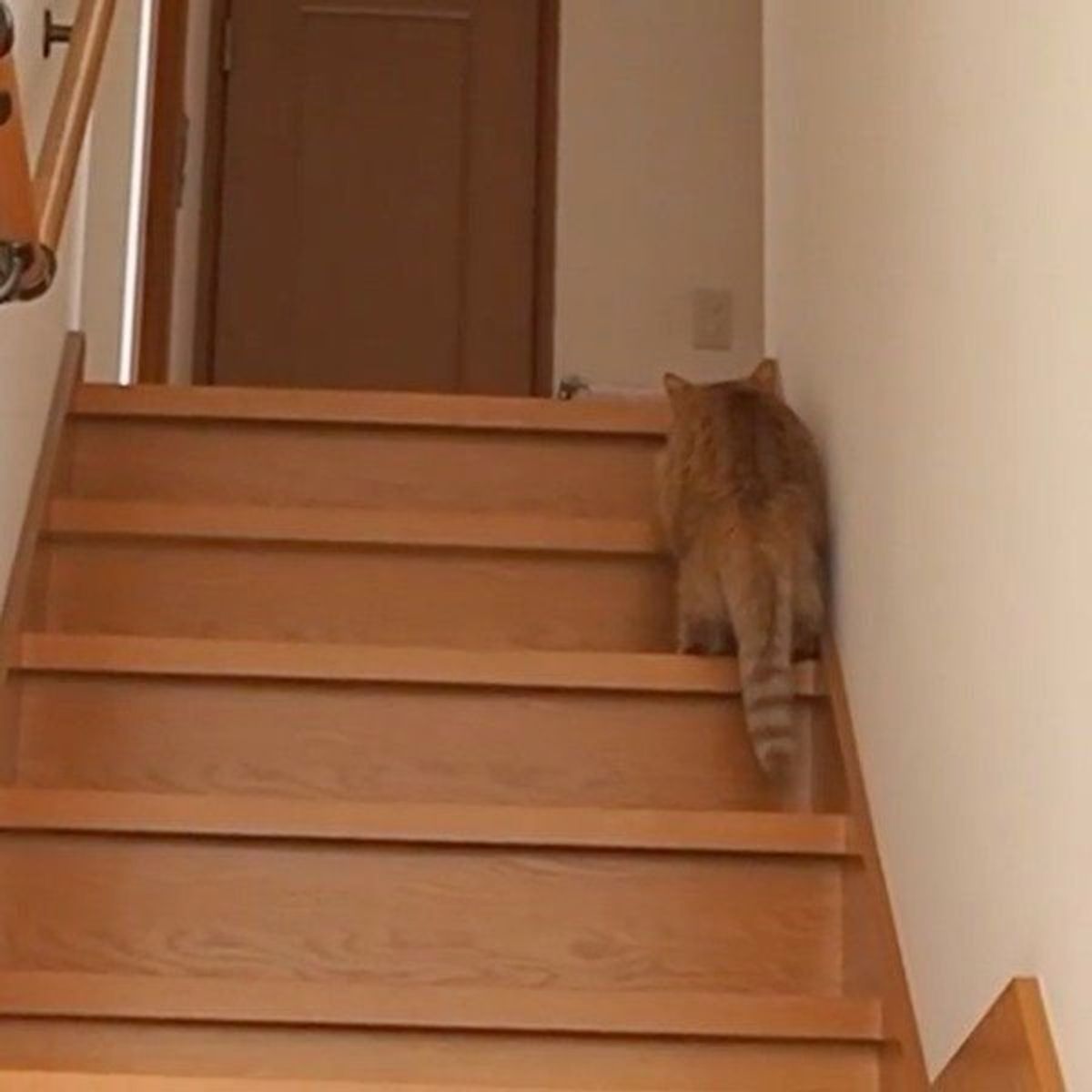 階段で同居猫を待ち伏せ 飛びかかると思いきや 胸キュン展開に ねこのきもちweb Magazine 階段で同居猫を待ち伏せ 飛びかかると思いきや 胸キュン展開に ねこのきもちweb Magazine