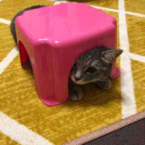 MIXのみるるちゃん