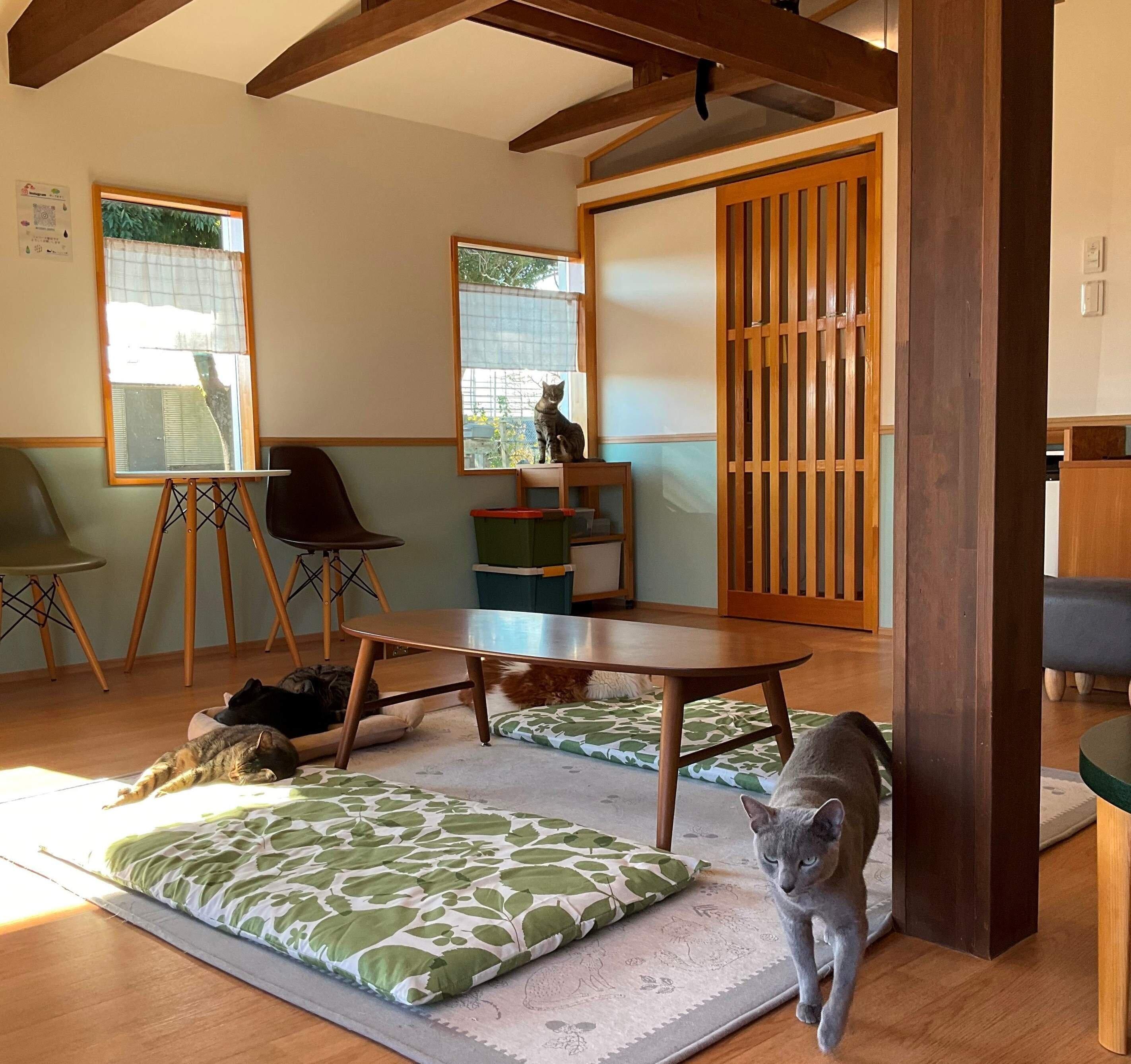 梁を活かしたキャットウォークは猫たちのお気に入り