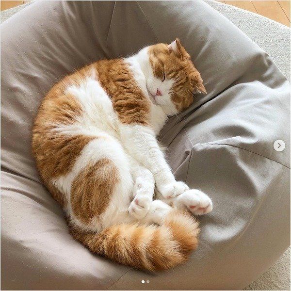 人をダメにするソファでダメになるスコティッシュフォールド