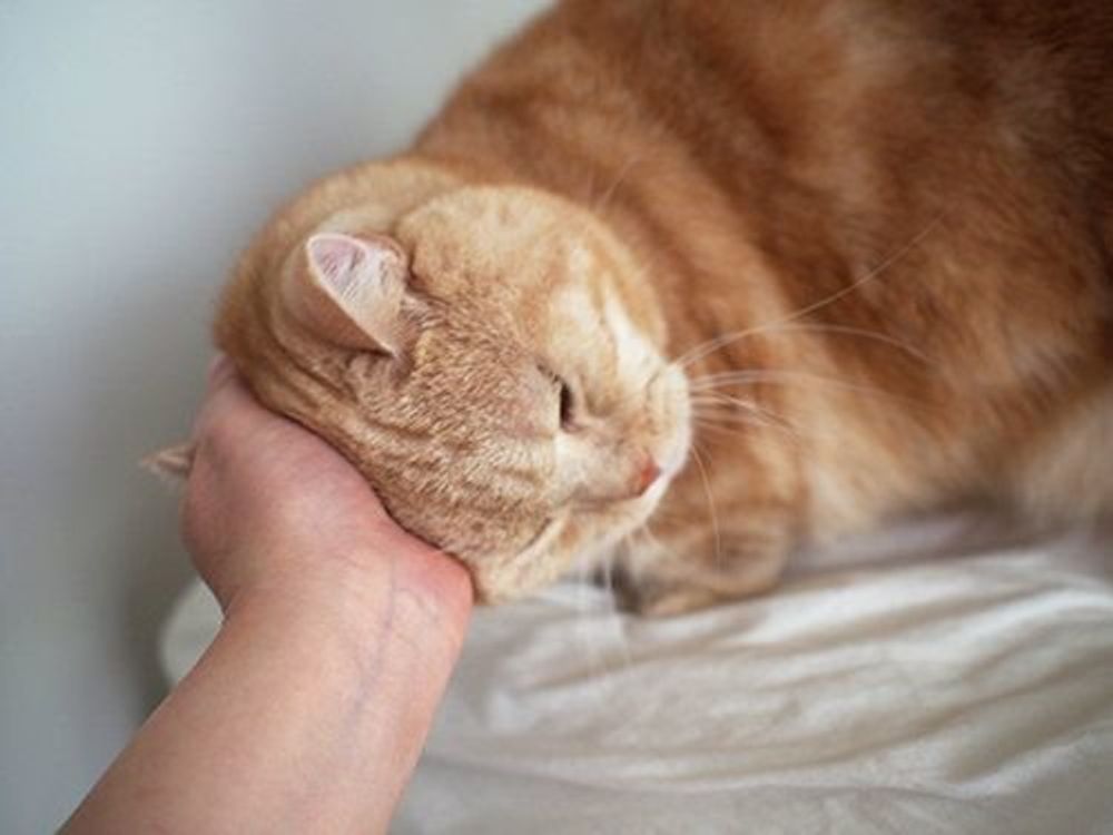 辛いときこそ傍に寄り添ってくれる愛猫の贈り物 マンチカンのぷーちゃん Vol 49 ねこのきもちweb Magazine 辛いときこそ傍に寄り添ってくれる愛猫の贈り物 マンチカンのぷーちゃん Vol 49 ねこのきもちweb Magazine