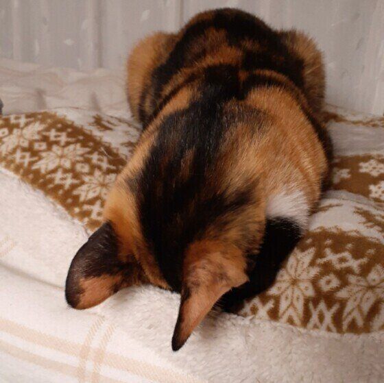 ごめん寝する猫