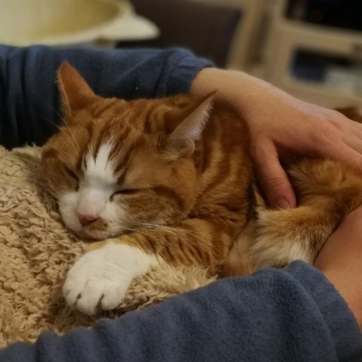 獣医師監修 愛情表現 病気 猫のまばたきで分かる気持ちと目の状態 ねこのきもちweb Magazine 獣医師監修 愛情表現 病気 猫のまばたきで分かる気持ちと目の状態 ねこのきもちweb Magazine