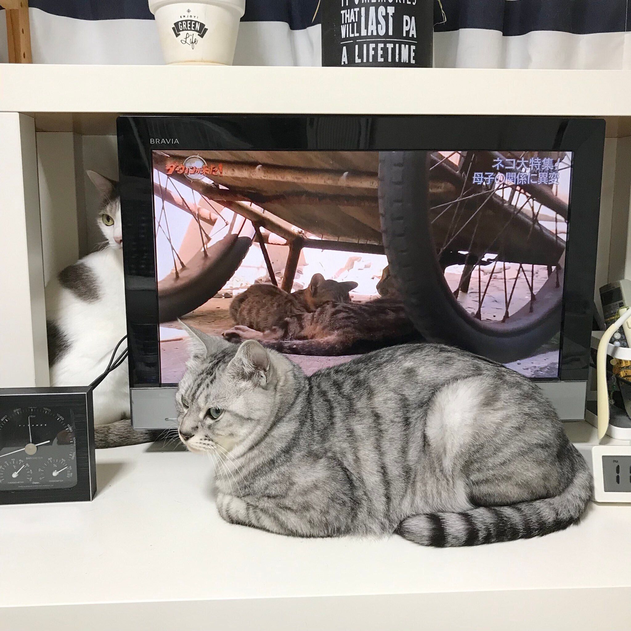 香箱座りする猫