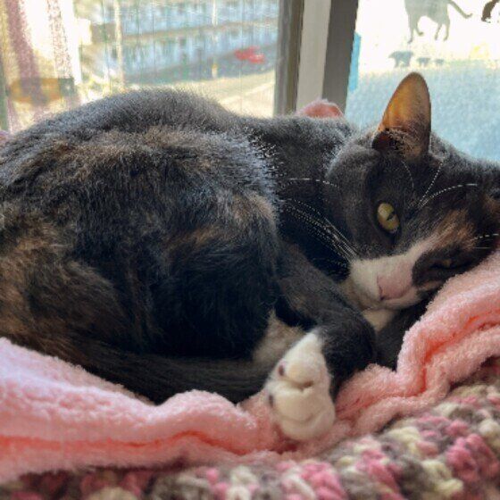 窓辺でくつろぐグレーのMix猫