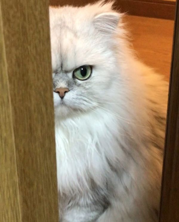部屋に入ってこない猫