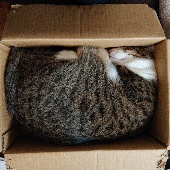 段ボール箱の中で眠る猫