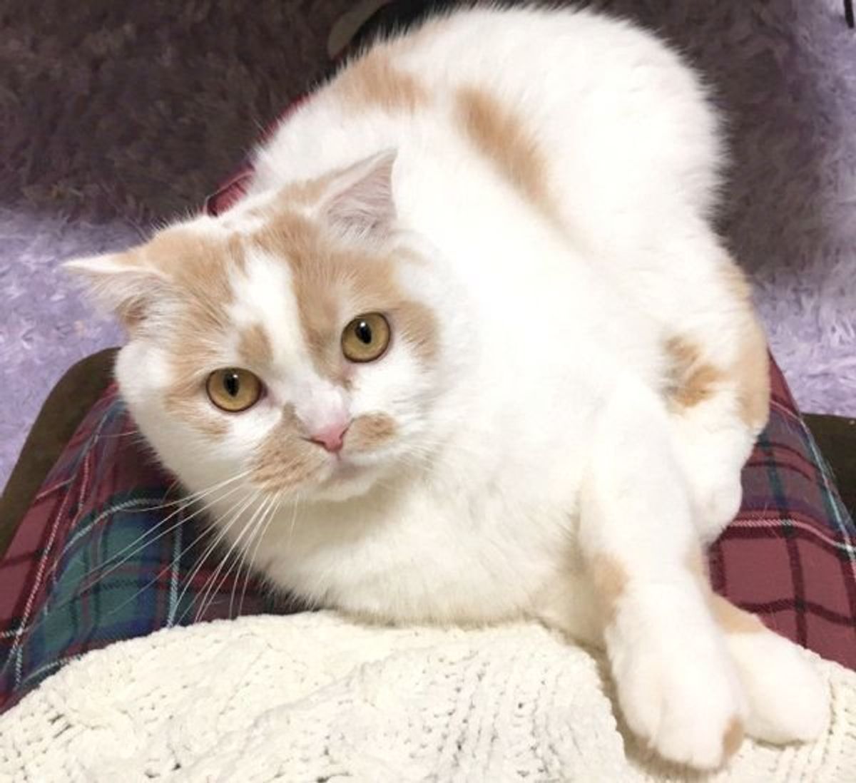 鼻の下 伸びてる 笑 ツッコまずにはいられない猫の表情に反響 ねこのきもちweb Magazine 鼻の下 伸びてる 笑 ツッコまずにはいられない猫の表情に反響 ねこのきもちweb Magazine