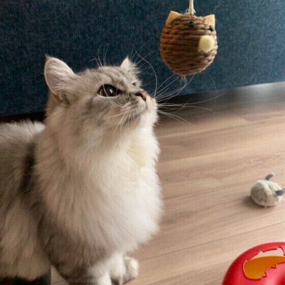 おもちゃを見つめるラガマフィン