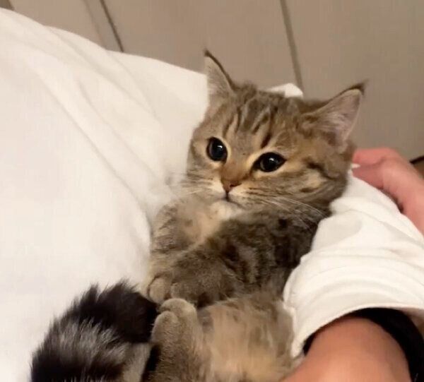 甘えるふうちゃん