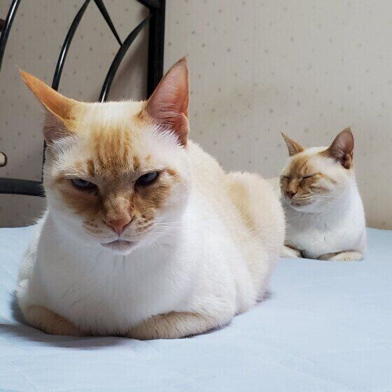 座るれもんちゃん（シャム）