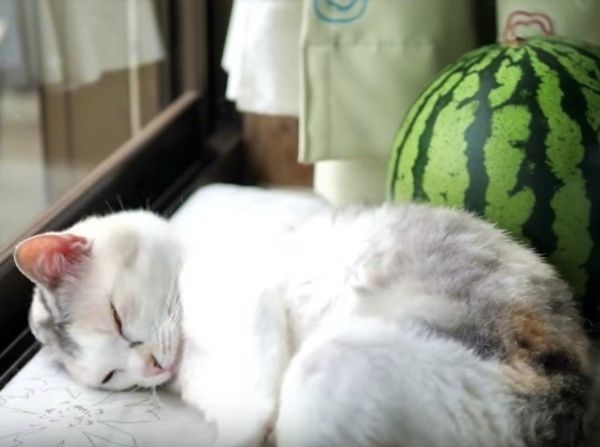スイカ大好きニャンコ