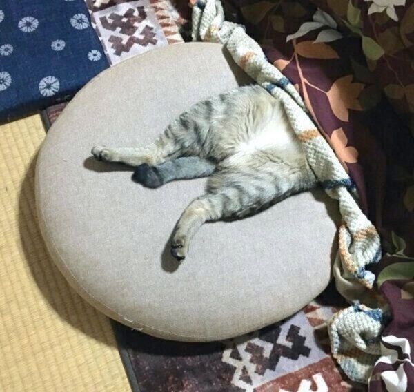 こたつでまったり中のこんぶちゃん