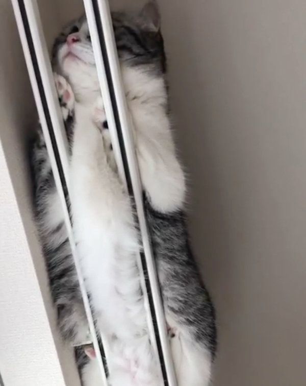 まさかの場所にいるマンチカン