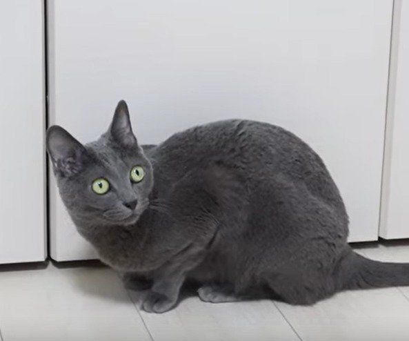 工事の音にビックリするハムちゃん