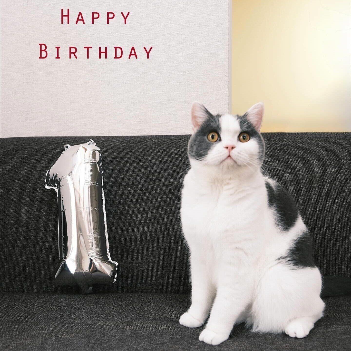 1才になったたもすけくん　ぬいぐるみのようなモフモフな体型がチャームポイントだそう