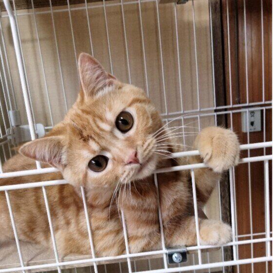 ブリティッシュショートヘアのアールくん