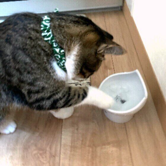 キジトラMIXの十♂