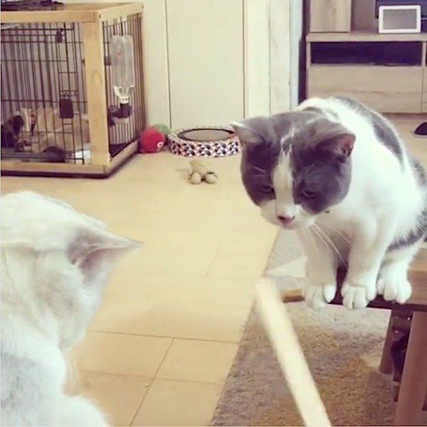 アイスの棒が気になるブリティッシュショートヘア