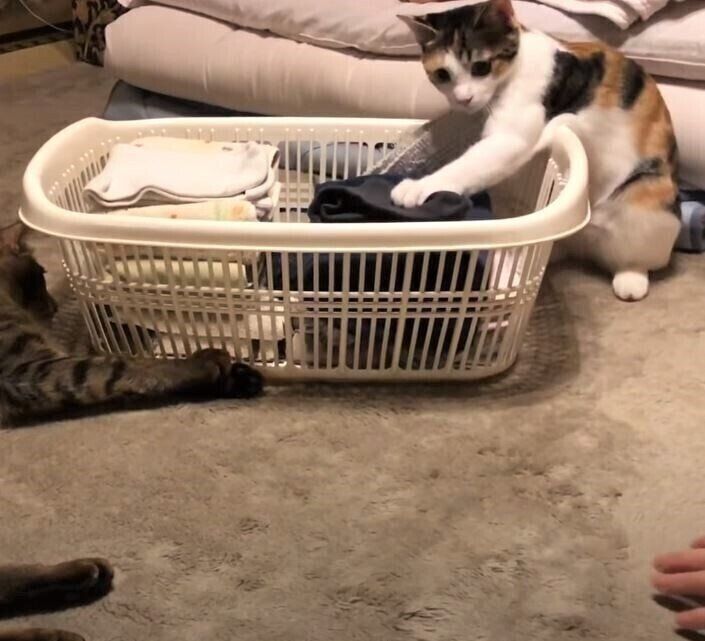 洗濯物に集まる猫