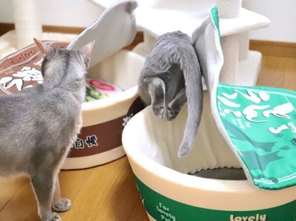 カップ麺型のペットベッドが気になるスルメさんと麦ちゃん