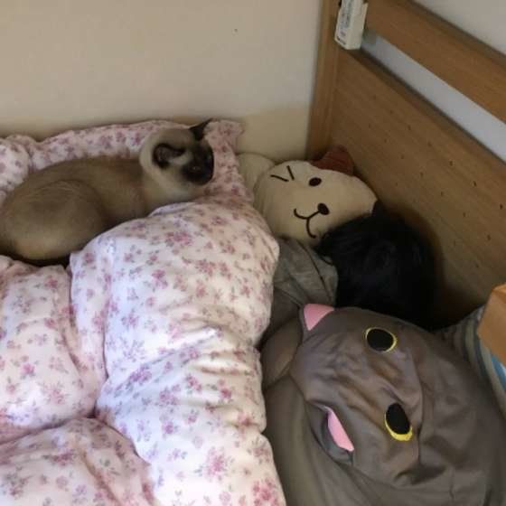 飼い主さんを起こしているトンキニーズ