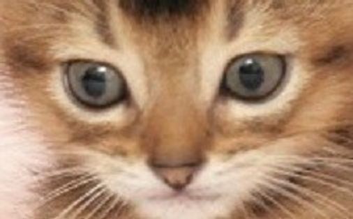 獣医師監修 猫の体としくみ 部位の名称や五感 身体能力の秘密も解説 ねこのきもちweb Magazine 獣医師監修 猫の体としくみ 部位の名称や五感 身体能力の秘密も解説 ねこのきもちweb Magazine