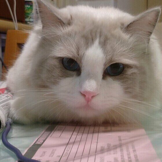 PC横で構って待ちのブランくん