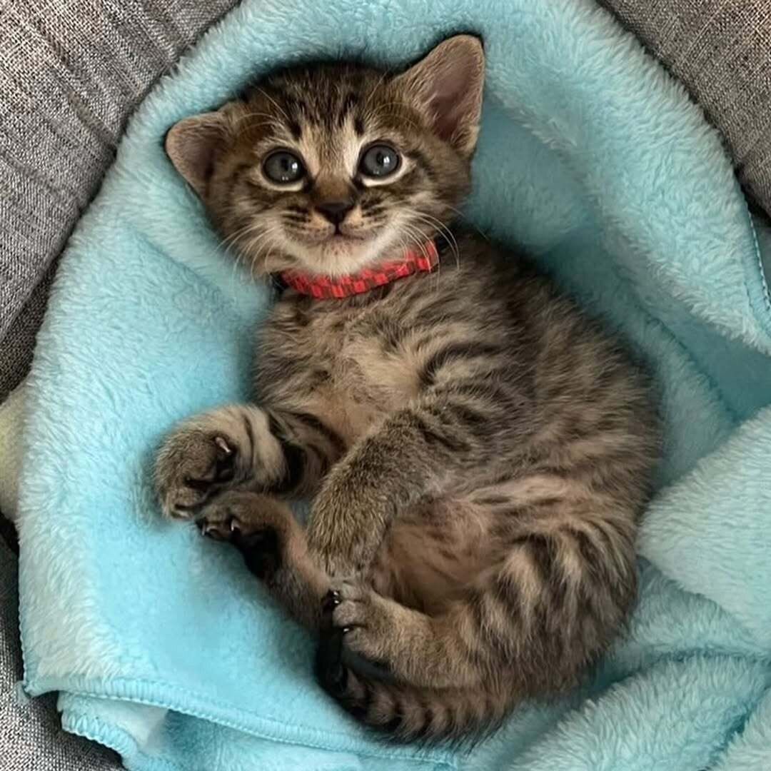 子猫時代のカイちゃん　丸く大きな瞳がかわいすぎる