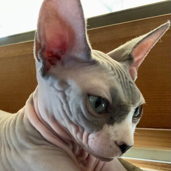 スフィンクスのムーミィちゃん♪