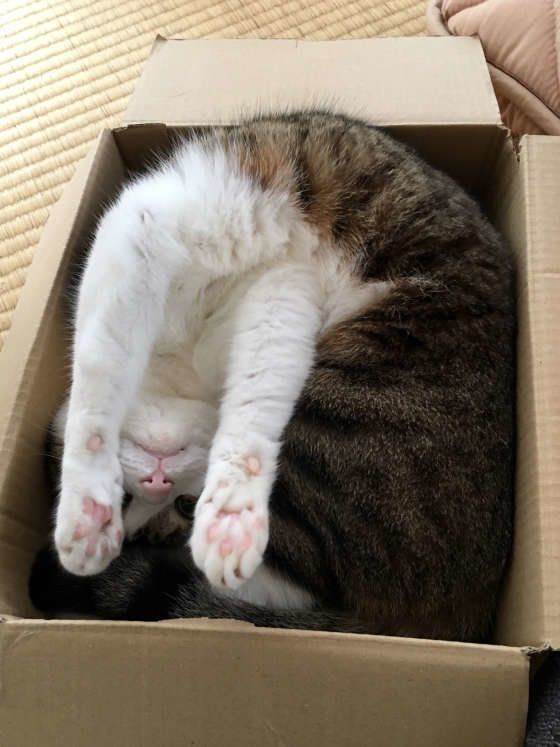 ダンボールの中で四角くなっているMIXキジトラ