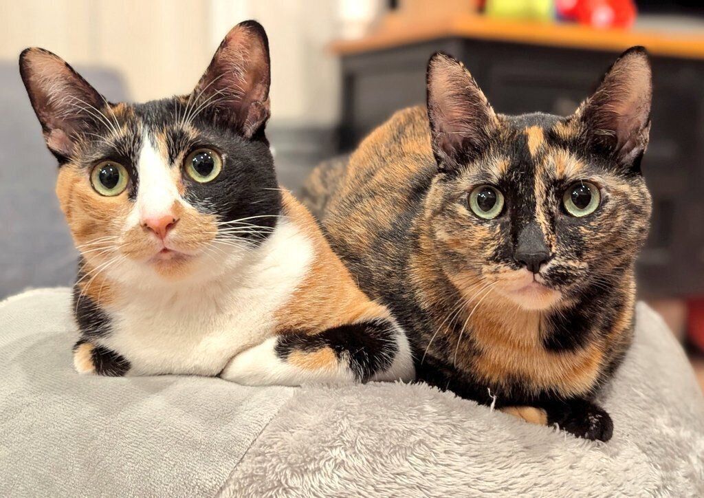 まったりするちまきさん、おかかさん