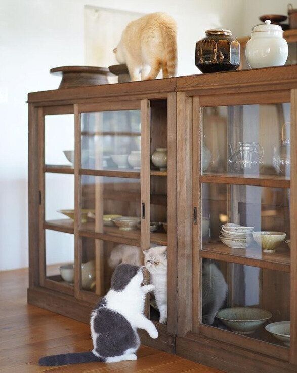 猫と古家具に囲まれた素敵な暮らし～憧れの『古民家キャットライフ