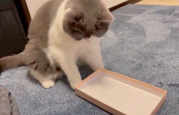 箱に入れないことに気づいたソアラちゃん