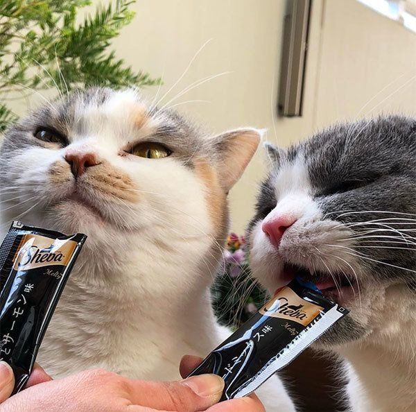 シーバを食べるドラ千代くんとねね子ちゃん