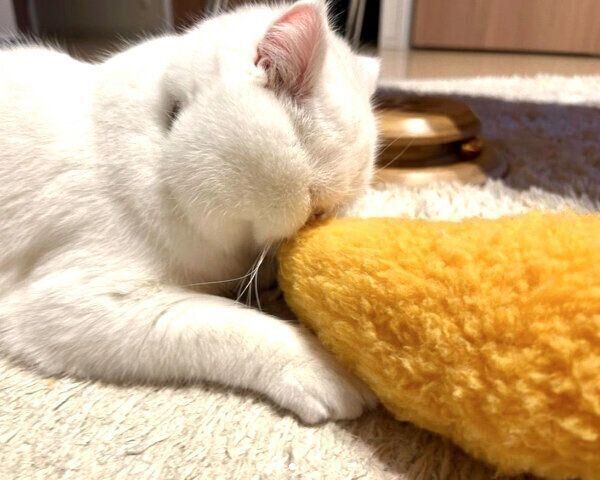 顔がめり込んでいるように見えるこてつくん