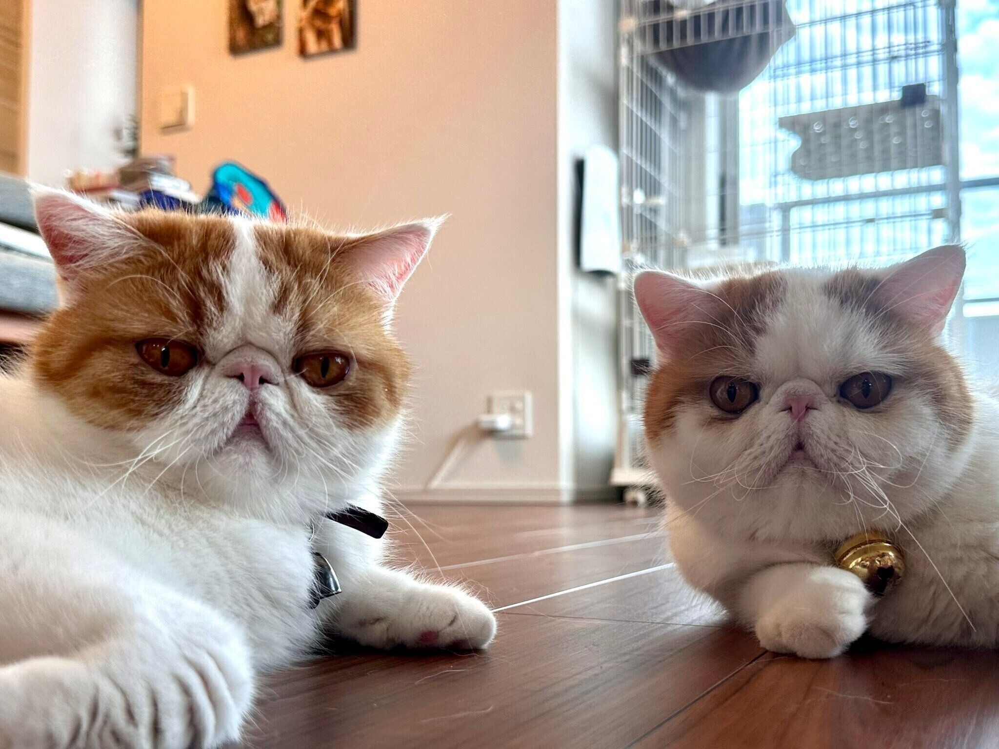 まったりするひるねくん、こんぶちゃん