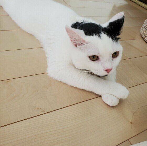 マンチカンのハンシローくん