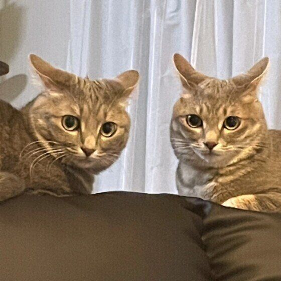 ノインちゃんとパッタイちゃん（MIX）