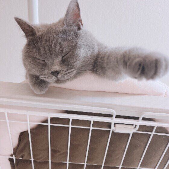 ケージの上でお昼寝するうみちゃん