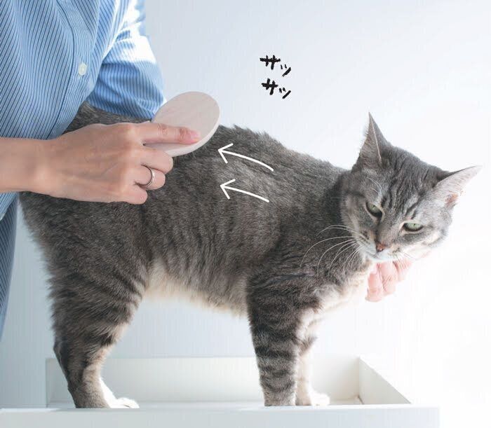 背中のブラッシング1