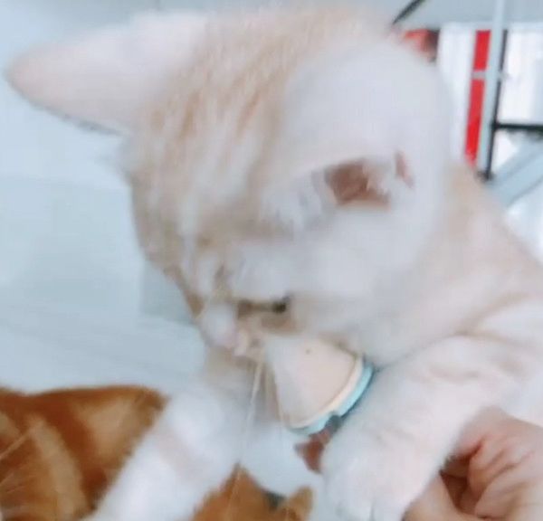 アイスを奪い合う猫